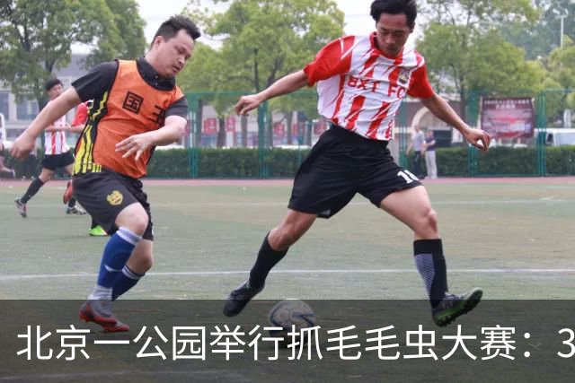北京一公园举行抓毛毛虫大赛：3天抓了12万条，1天抓4000条只排第二；毛毛虫为啥这么多